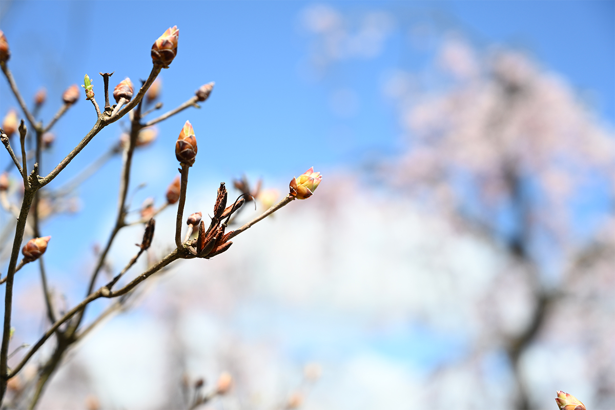 明日はバレンタイン。春の足音と、新しい挑戦